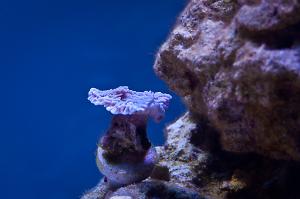 Idaho Grape Montipora Thumbnail