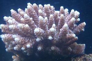 Acropora millepora Thumbnail