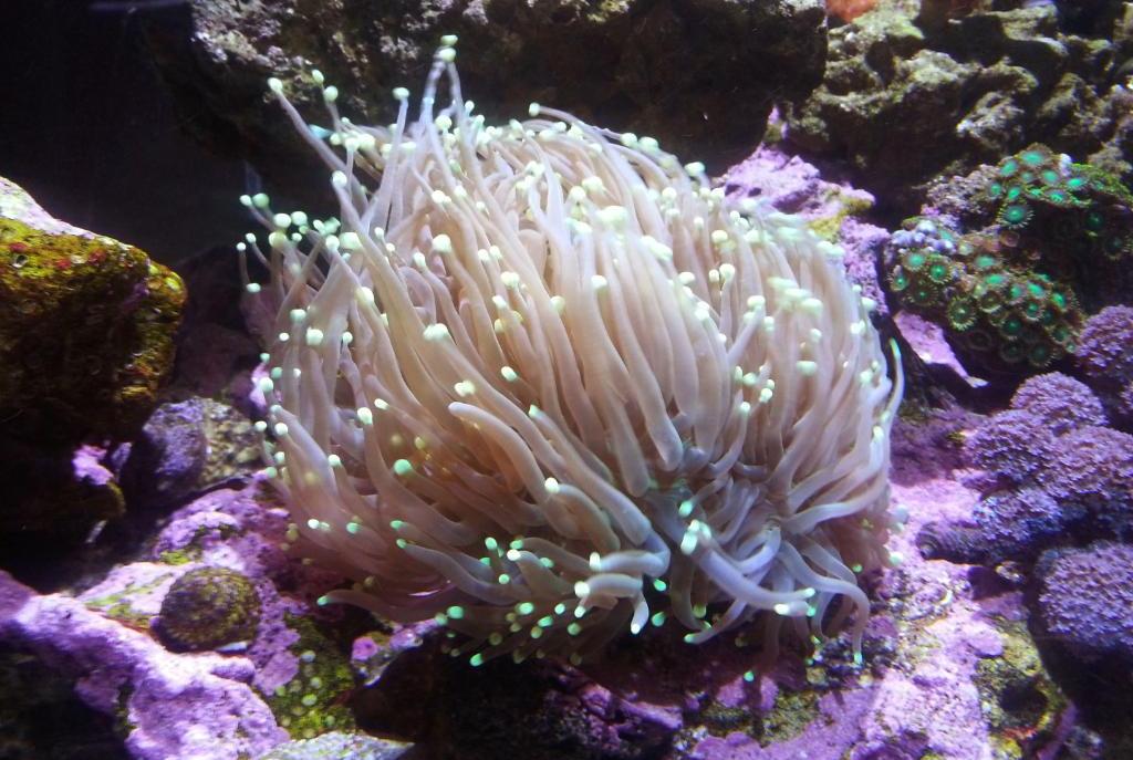 Torch Coral