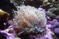 Torch Coral Thumbnail