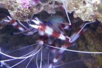 Banded Coral Shrimp Thumbnail