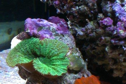 Mushroom Coral Super Red Thumbnail