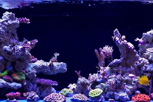 Reef1 Thumbnail