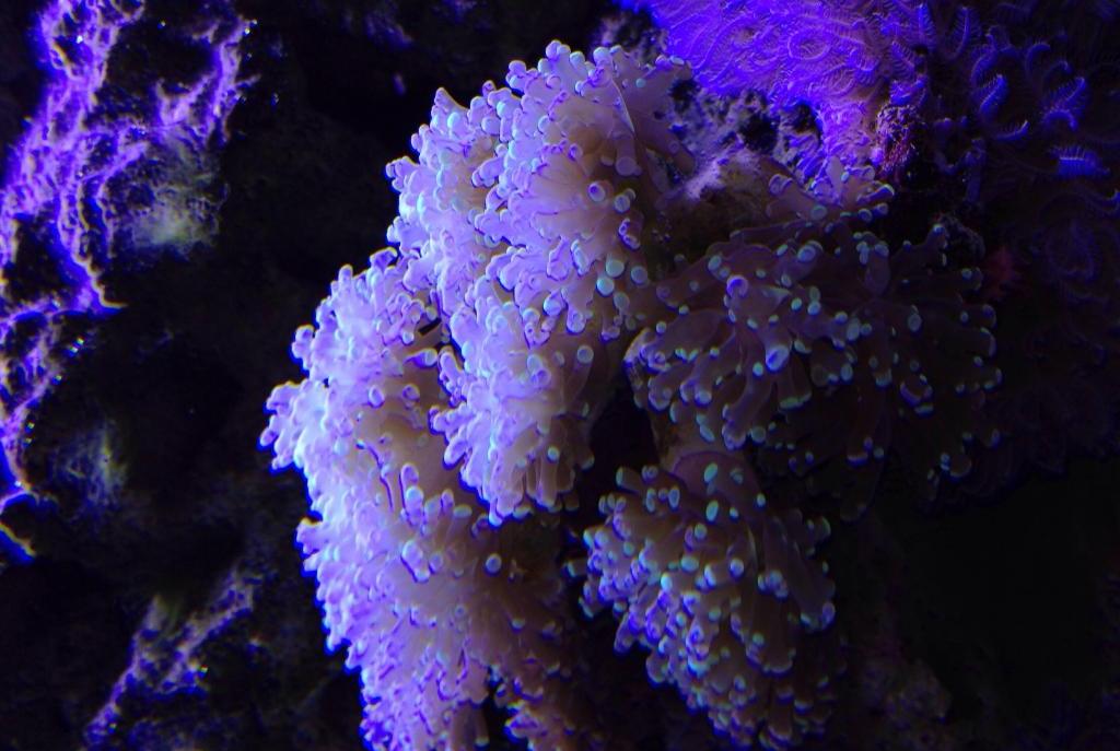 Frogspawn Coral - Branched