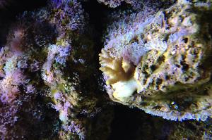 Green Polyp Toadstool Thumbnail