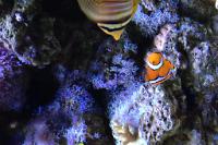 True Percula Clownfish