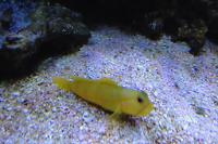 Yellow Watchman Goby Thumbnail