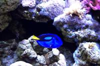 Blue tang