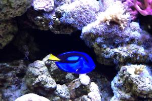 Blue tang Thumbnail