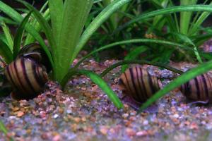 Spixi Apple Snail Thumbnail