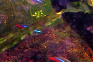 Neon Tetra Jumbo Thumbnail