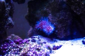 Chili Coral Thumbnail