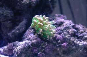 Frogspawn Coral - Branched Thumbnail