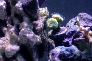 Candy Cane Coral Thumbnail