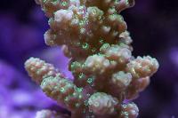 Chesterfieldensis Acropora Coral Thumbnail