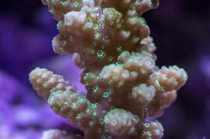 Chesterfieldensis Acropora Coral