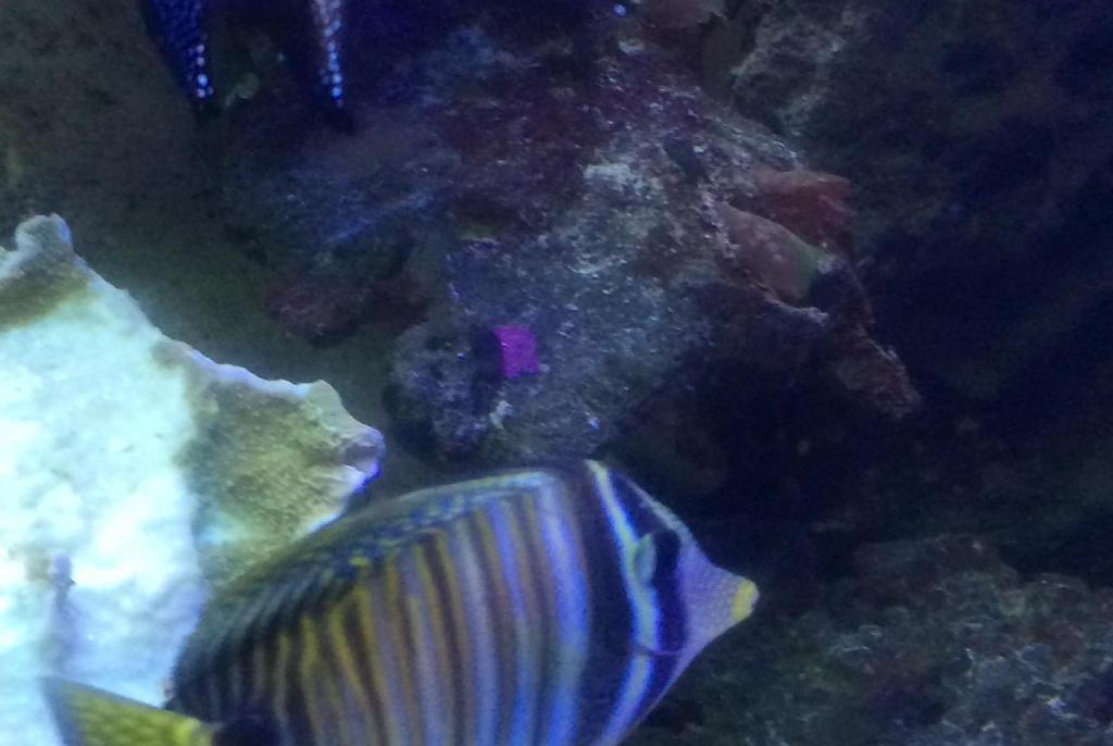 Sailfin Tang