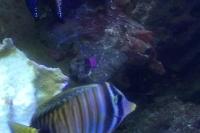 Sailfin Tang Thumbnail