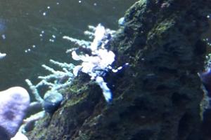 Harlequin Shrimp Thumbnail