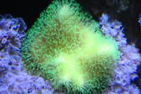 Green Polyp Toadstool Thumbnail