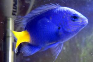 Yellowtail Damselfish Thumbnail