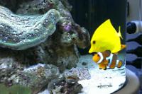 Yellow Tang Thumbnail