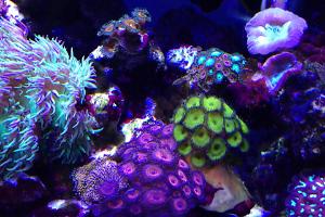 75 Gallon Thumbnail