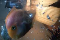 Parrot Cichlid Thumbnail