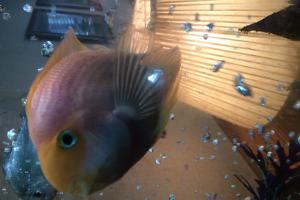 Parrot Cichlid Thumbnail