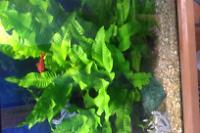 Windelov Java Fern Thumbnail