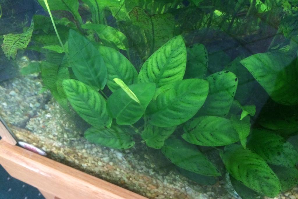 Anubias Coffeefolia / Anubias coffeefolia 27