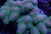 corals  February 7, 2014