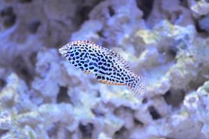 Leopard Wrasse Thumbnail