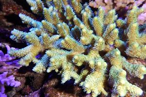 Acropora millepora Thumbnail