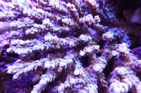 Acropora ? Thumbnail