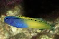 Ora Red Sea Mimic Blenny Thumbnail