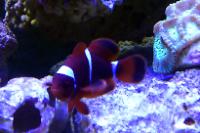 Maroon Clownfish Thumbnail