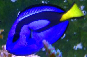 Blue Tang Thumbnail