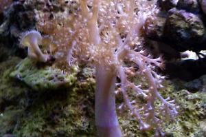 Kenya Tree Coral Thumbnail