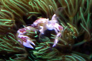 Porcelain Anemone Crab Thumbnail