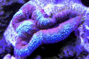 Lobophyllia Brain Coral Thumbnail