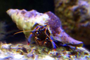 Blue Legged Hermit Crab Thumbnail