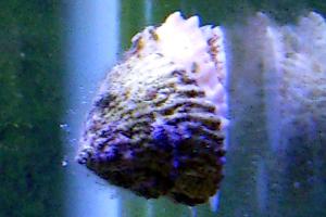 Astraea Conehead Snail Thumbnail