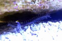 Brittle Sea Star Thumbnail