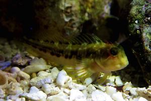 Molly Miller Blenny Thumbnail