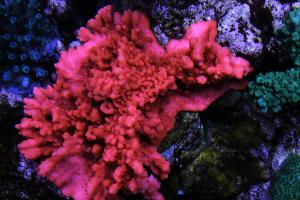 Montipora Setosa Thumbnail