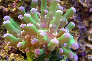 Green tip Frogspawn Coral - Branched Thumbnail