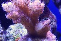 Hyacinthus Acropora Coral Thumbnail