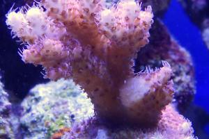 Hyacinthus Acropora Coral