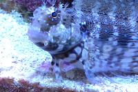 Lawnmower Blenny